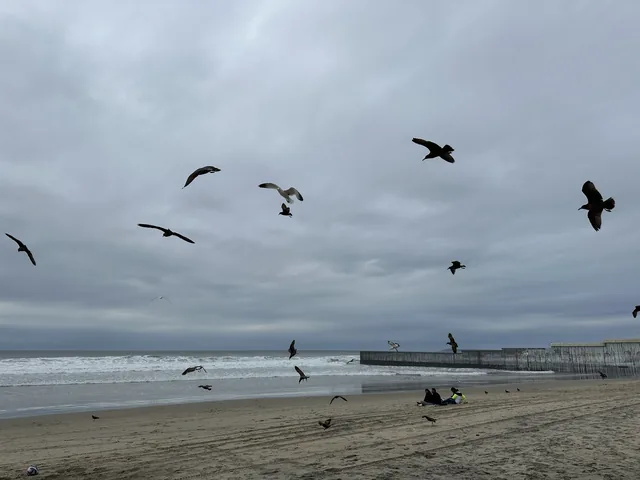 Seabirds flying over a beach in Tijuana under a cloudy sky.