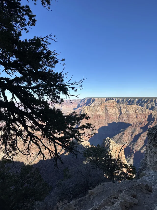 Sunlit Grand Canyon cliffs framed by trees.