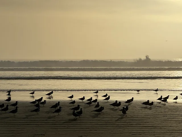 Shorebirds gathered on the wet sand in golden evening light.